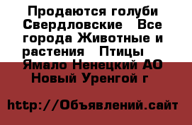 Продаются голуби Свердловские - Все города Животные и растения » Птицы   . Ямало-Ненецкий АО,Новый Уренгой г.